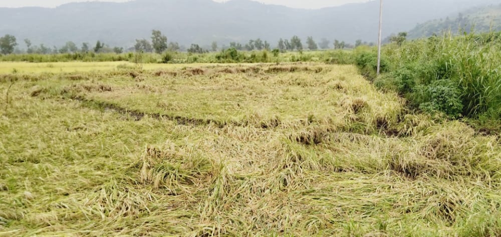 परतीच्या पावसामुळे भुईसपा