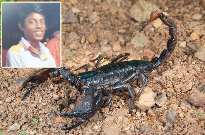 Emperor scorpion bite_1&n