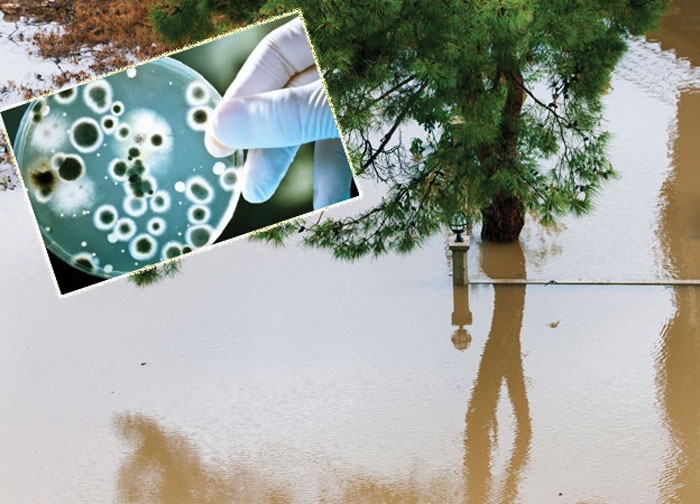 leptospirosis_Collector R