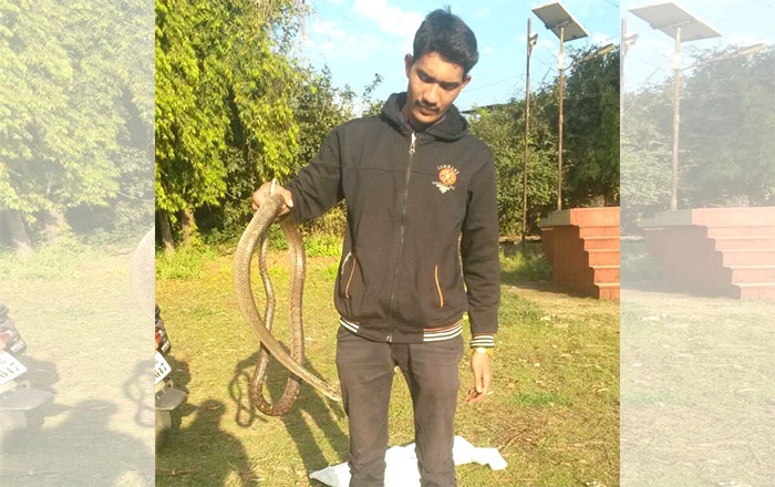 Save Snake_Snake Friend_N