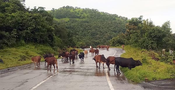 free cattle problem_1&nbs