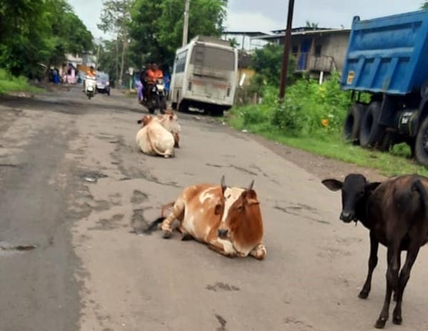 free cattle problem_2&nbs