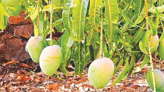alibag 