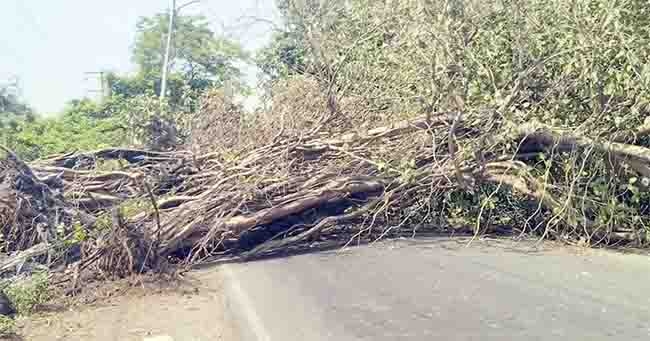 alibag 